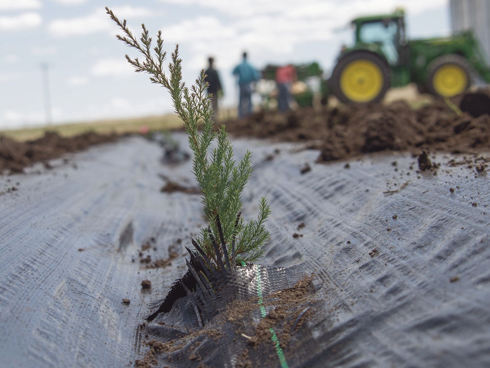 Tree planting (1).jpg
